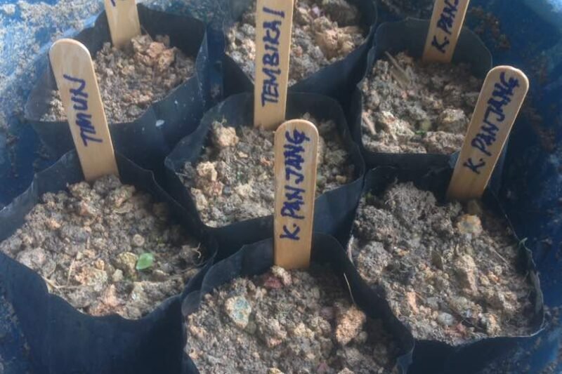 Semaian Benih Tembikai, Timun dan Kacang Panjang