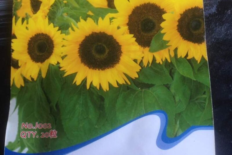 Semai Benih Bunga Matahari