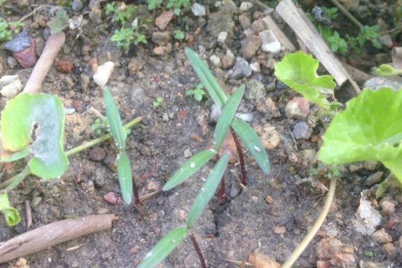 Semaian Ulam Raja Sudah Tumbuh