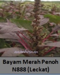 BAYAM MERAH PENOH (N888)