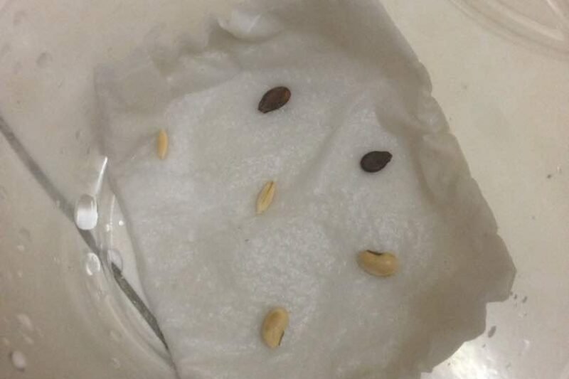Semaian Benih Tembikai, Timun dan Kacang Panjang 2