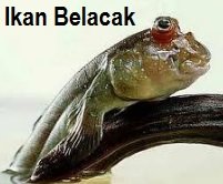 IKAN BELACAK – APA HEBATNYA
