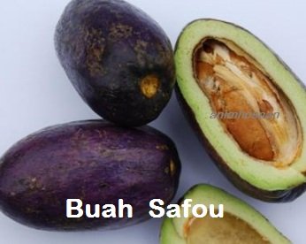 SAFOU – KENALI BUAH INI