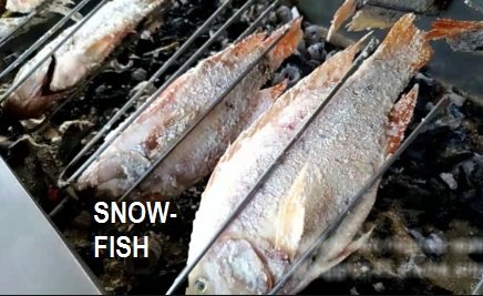 SNOW FISH – HEBAT DIPROMOSIKAN