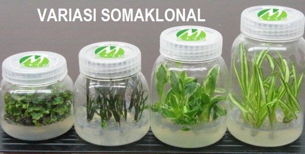 VARIASI SOMAKLONAL – APA DIA?