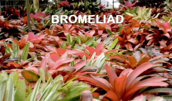 BROMELIAD – APA DIA?