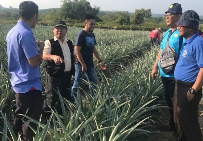 PROJEK NANAS KG BUJAL, KIJAL