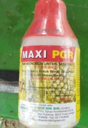 MAXI PGR – HORMON NANAS