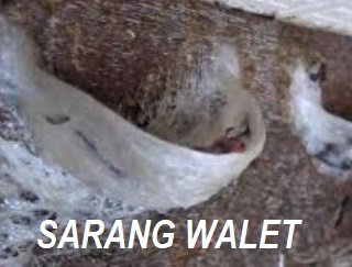 RUMAH BURUNG WALET – KOMPONENNYA (Part 1)