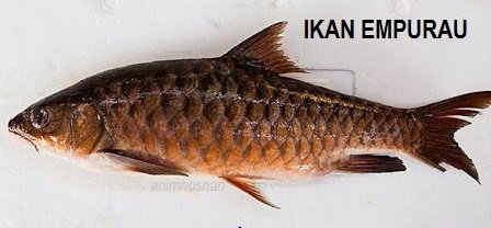 IKAN EMPURAU – APA DIA? (Part 1)