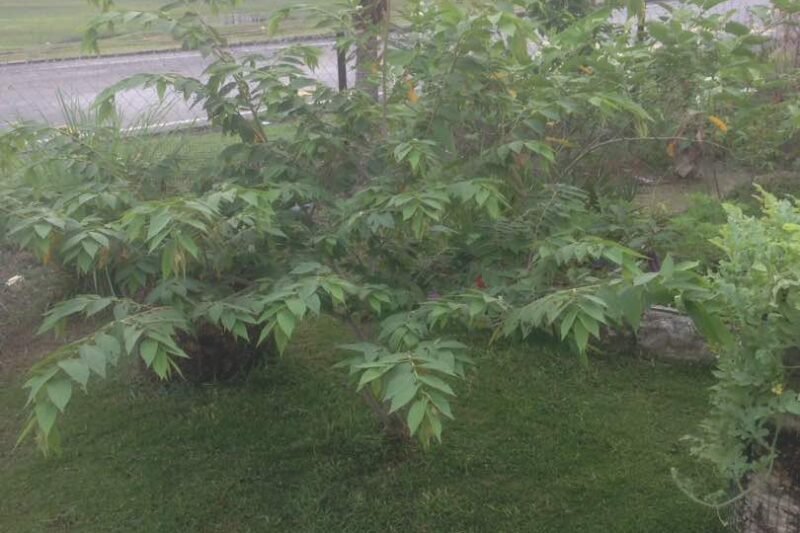 Tebang Pokok Ceri Kampung