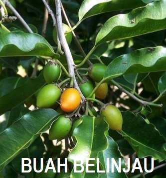 BUAH BELINJAU – ENAK DIMAKAN?