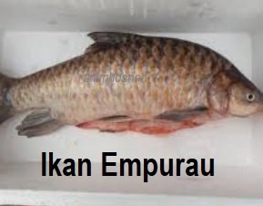 IKAN EMPURAU – APA DIA? (Part 2)