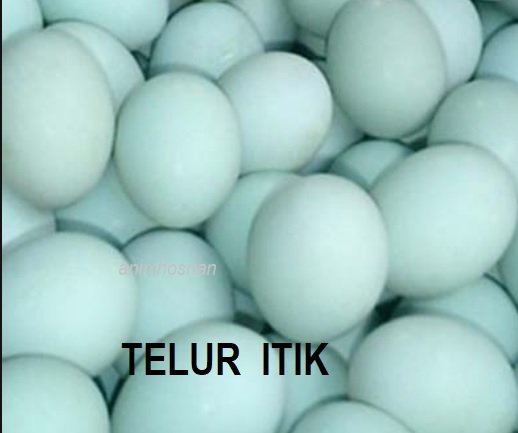 ITEK TELUR – MUDAH DIURUSKAN
