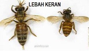 MENTERNAK LEBAH KERAN