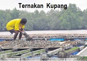 TERNAKAN KUPANG -KG SG MELAYU