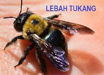 PERANAN LEBAH TUKANG