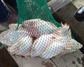 TILAPIA DALAM KOLAM SIMEN