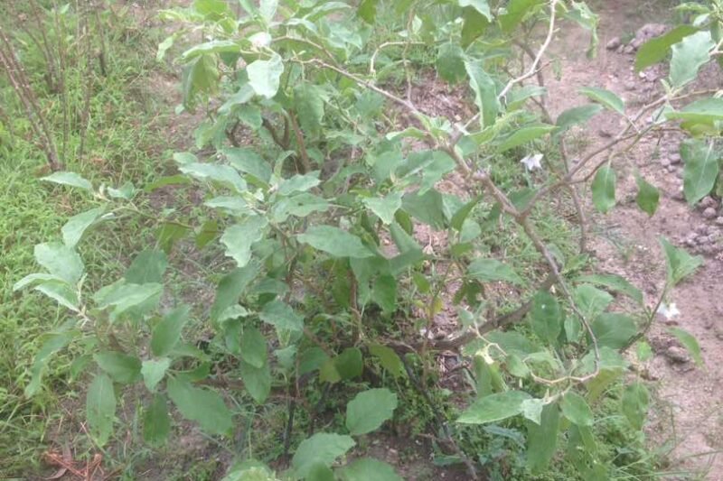 Pokok Terung Telunjuk