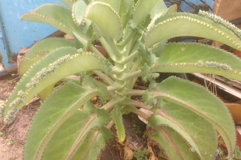 Setawar @ Bryophyllum daigremontianum