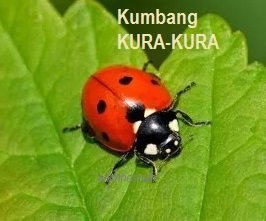 KUMBANG KURA-KURA – DALAM EKOSISTEM