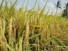 AGRIMATHS – TANAMAN PADI (Part 7)