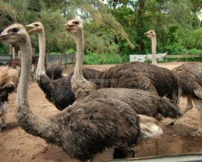 TERNAK BURUNG UNTA – SATU POTENSI