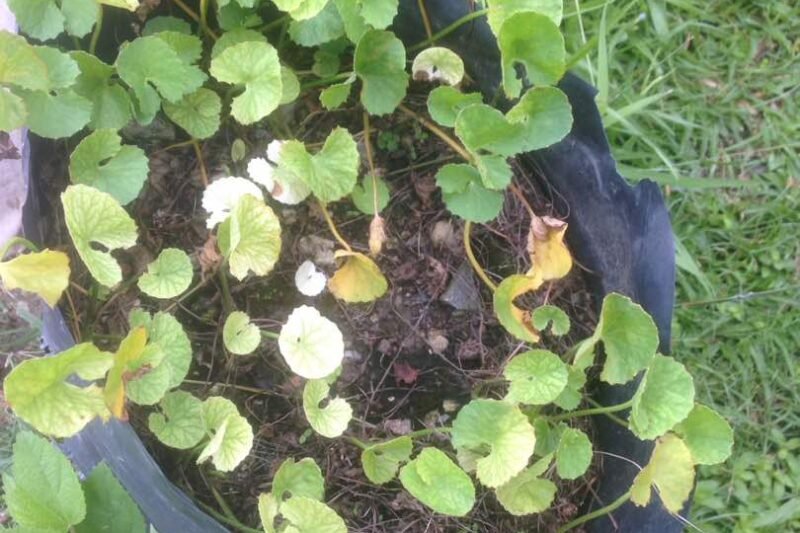 Kebun Menegak Pegaga