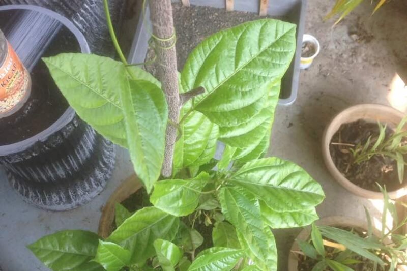 Pokok Markisa dalam NR2