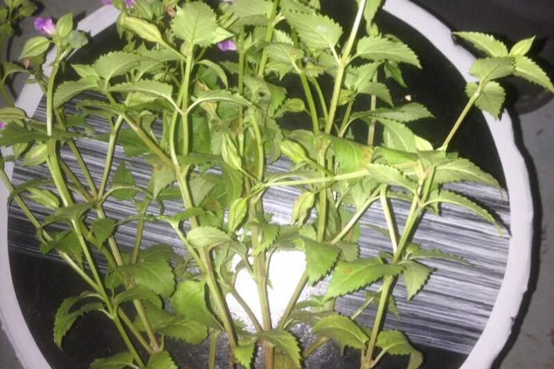 Bunga Tapak Kucing @ Torenia fournieri