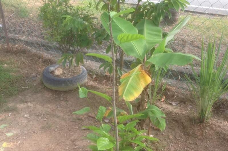 Pindah Anak Pokok Markisa @ Passiflora edulis