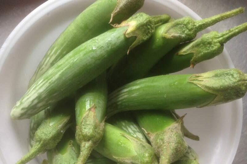 Tuaian Terung Telunjuk @ Solanum spp.