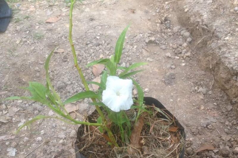 Pokok kangkung darat @ Ipomoea reptans