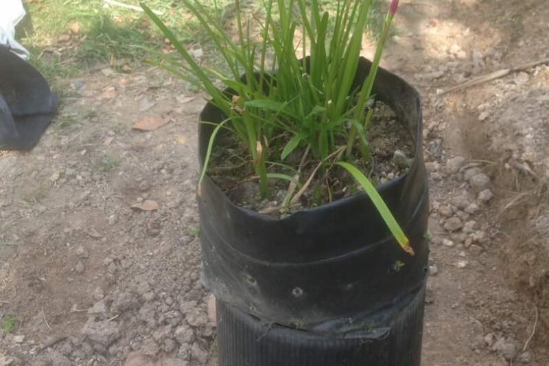 Bunga Lili Hujan Merah Jambu @ Zephyranthes carinata