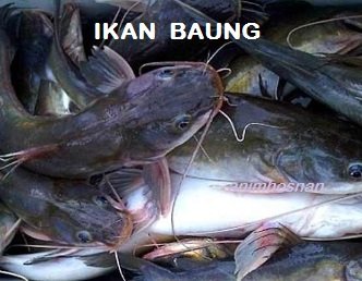 IKAN BAUNG – APA HEBATNYA