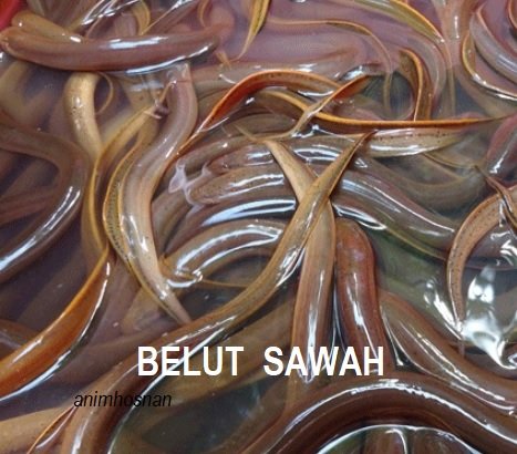 MENTERNAK BELUT – SATU POTENSI