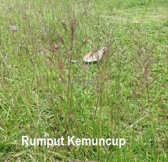 RUMPUT KEMUNCUP – KENALI DIA