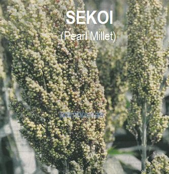 TANAMAN SEKOI DAN KHASIATNYA