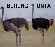 TERNAK BURUNG UNTA – LUMAYAN