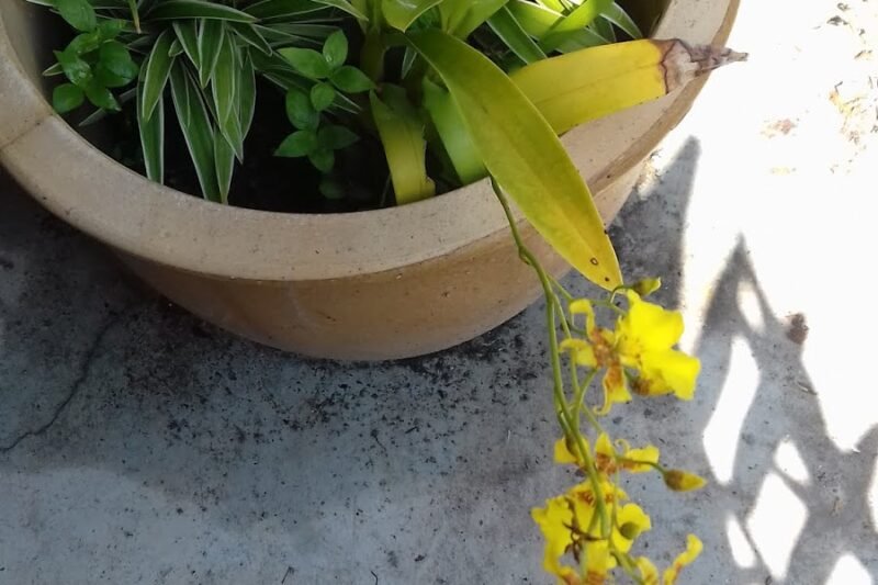 Orkid Penari Joget @ Oncidium sphacelatum