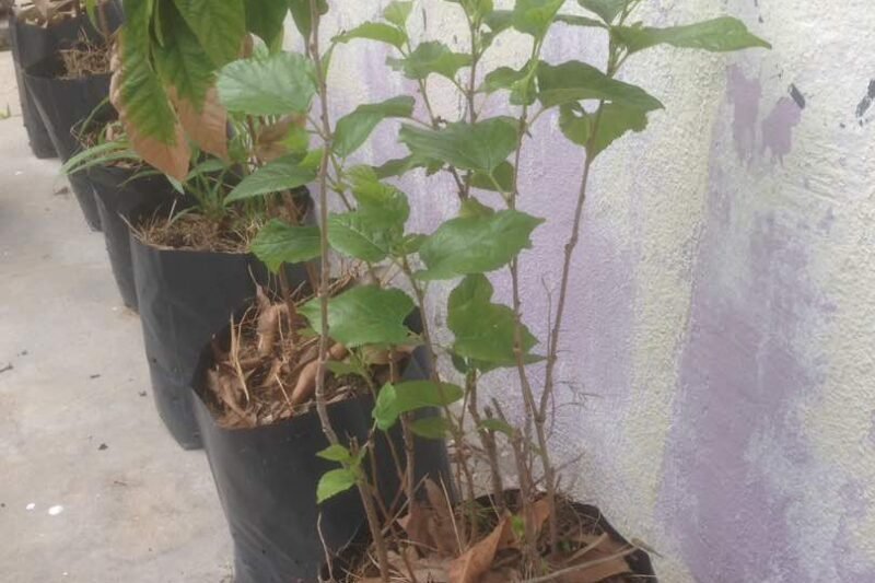 Rumput Rumpai Sebagai Sungkupan