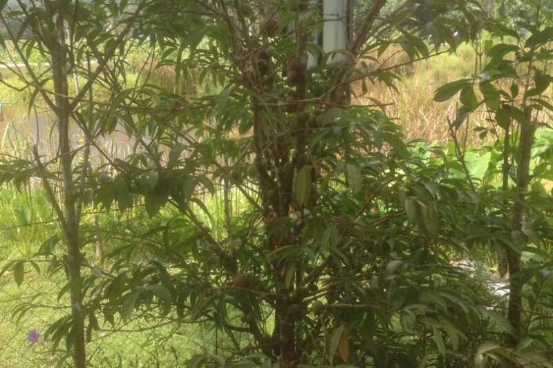 Pokok Mahkota Dewa @ Phaleria macrocarpa