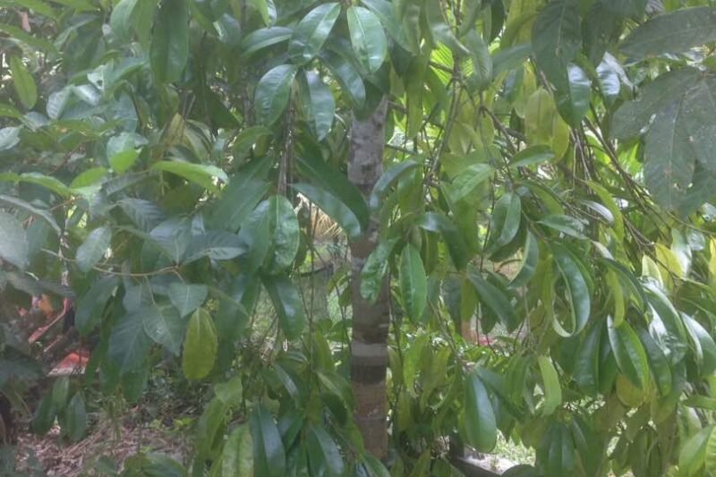 Pokok Asam Gelugur @ Garcinia astroviridis