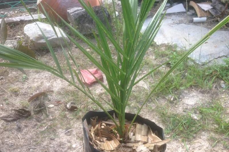 Pokok Kurma @ Phoenix dactylifera