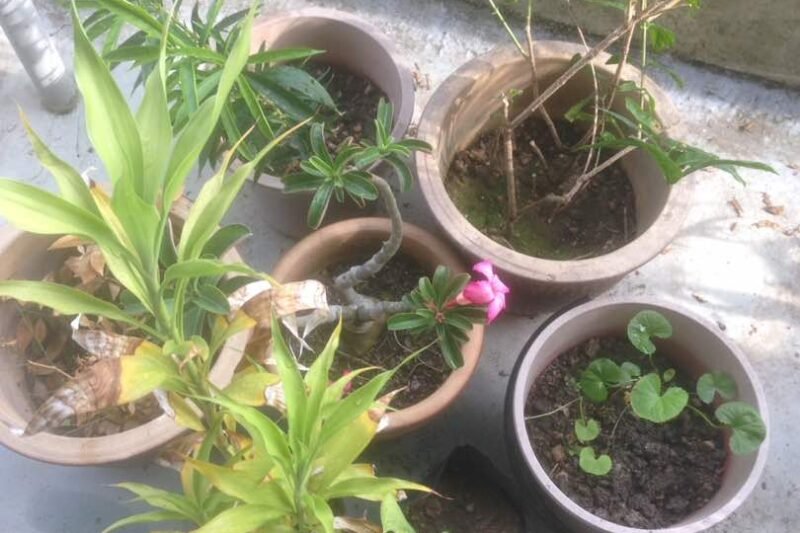 Kebun Kecil (Mini Garden ) – 3