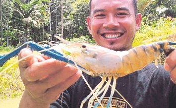 BENIH UDANG GALAH – CARA PROSES