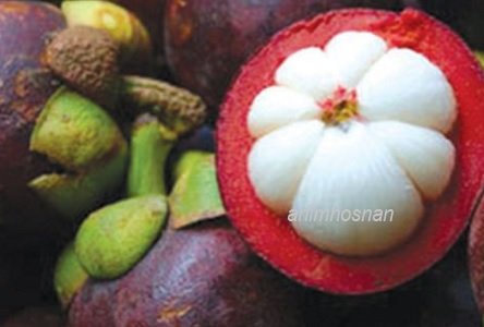 MANGGIS – PENGURUSAN DISYORKAN