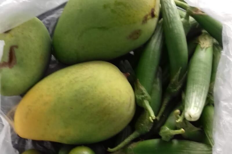 Tuaian Mangga Depan Rumah