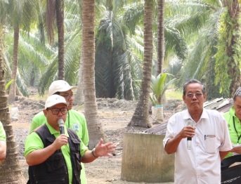 KELAPA MATAG SG YU, TG KARANG