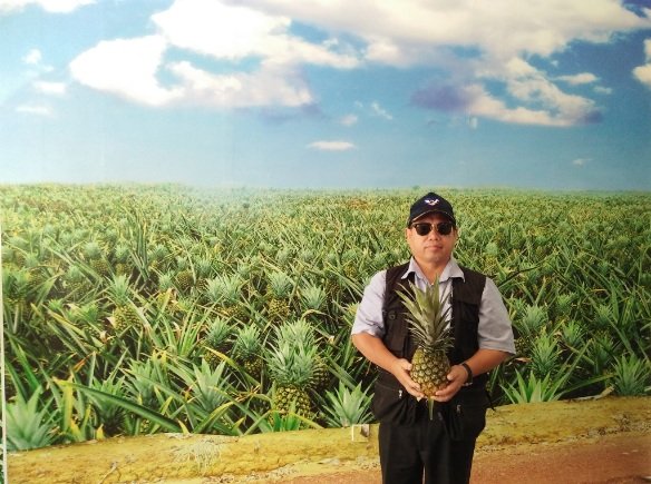 MODEL TANAM NANAS KEPADATAN TINGGI